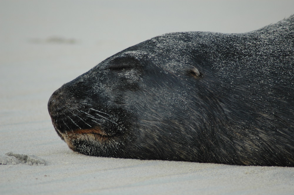 dormiendo en la playa