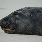 dormiendo en la playa