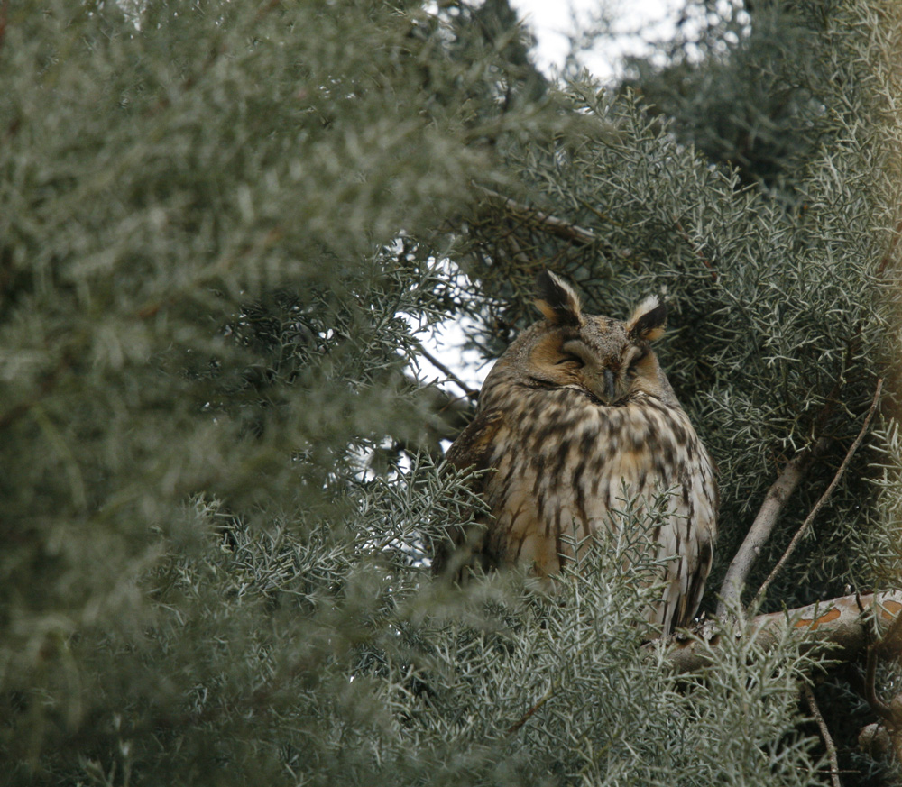 dormiglione