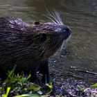 Dormir debout au bord de l'eau