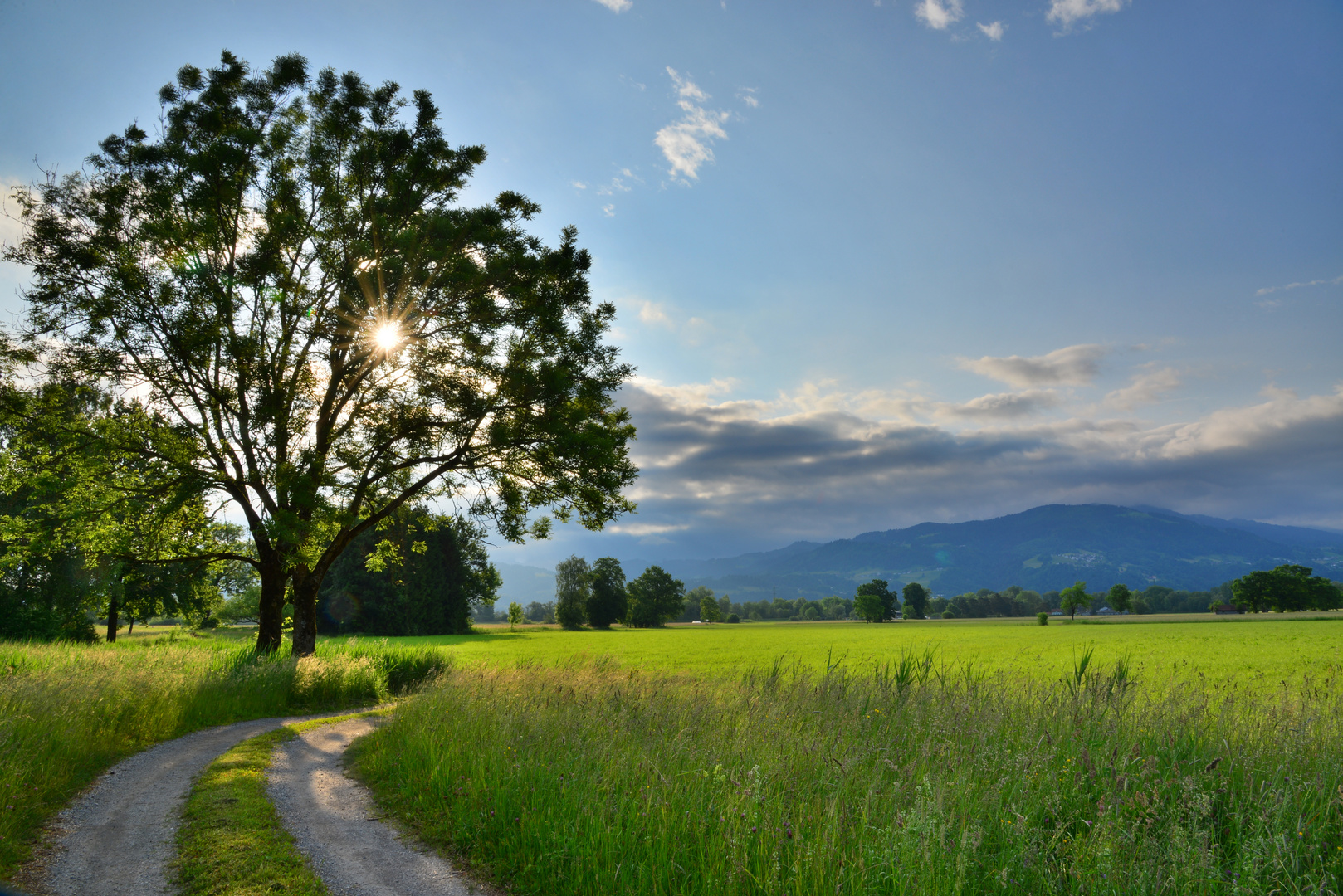 Dornbirn´er Riedlandschaft