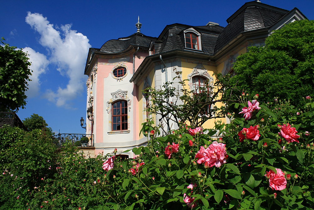 Dornburger Schlösser - Das Rokoko-Schloss in voller Blüte - Dornburg (Saale)