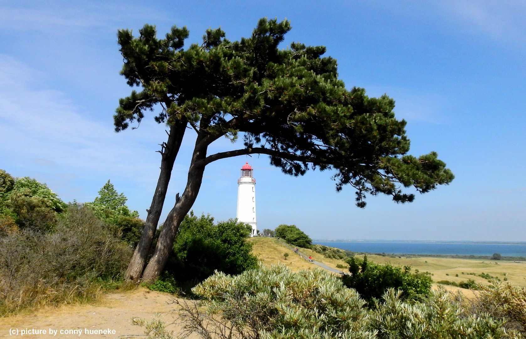 Dornbusch auf HIddensee