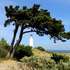 Dornbusch auf HIddensee