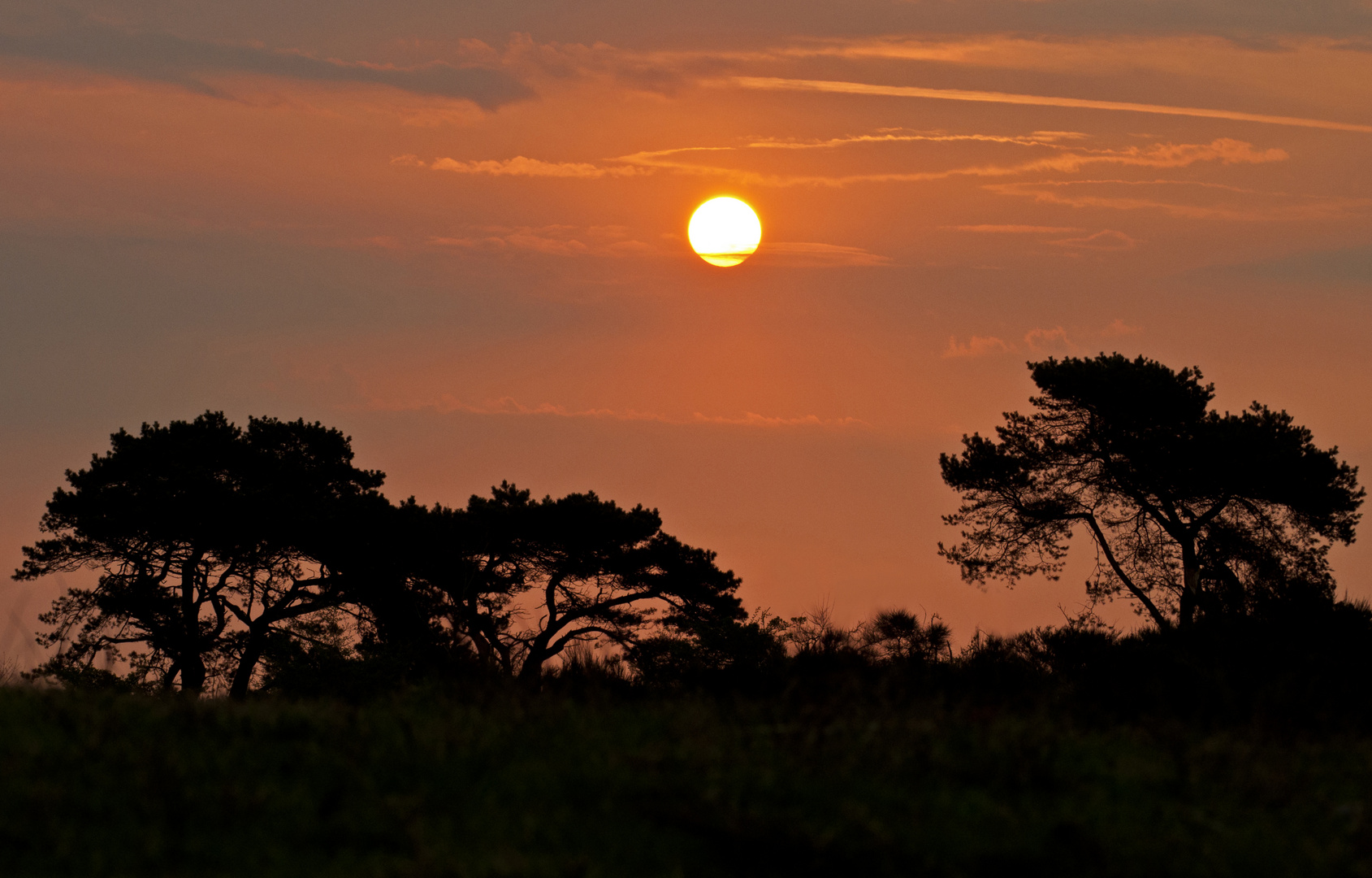 Dornbusch-Savanne auf Hiddensee