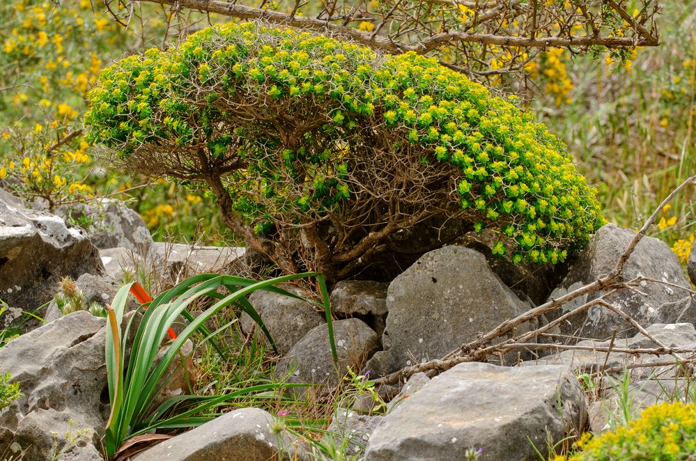 Dornbuschwolfsmilch (Euphorbia acanthothamnus)