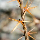 Dornen der Berberitze (Berberis vulgaris)