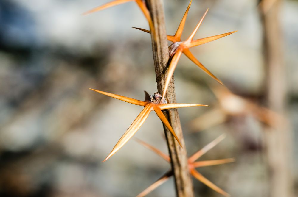 Dornen der Berberitze (Berberis vulgaris) Foto & Bild pflanzen, pilze & flechten, pflanzen im Dornen der Berberitze (Berberis vulgaris) Foto & Bild pflanzen, pilze & flechten, pflanzen im