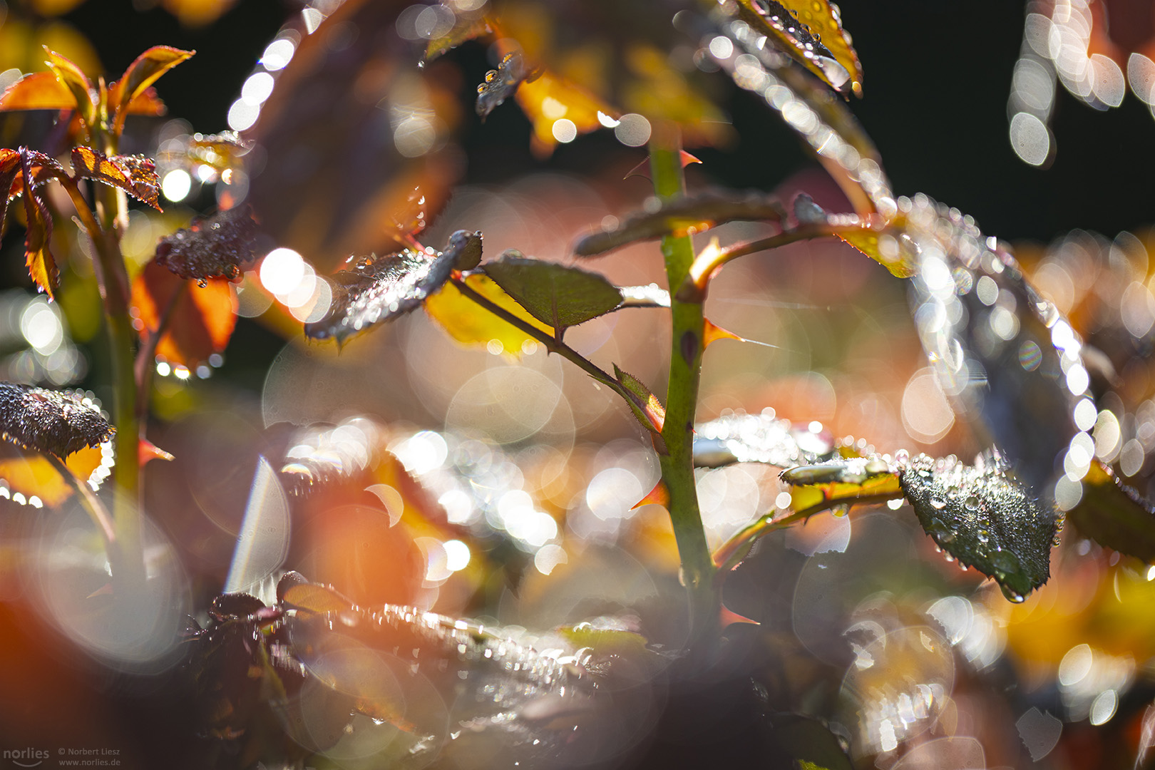 Dornen im Licht