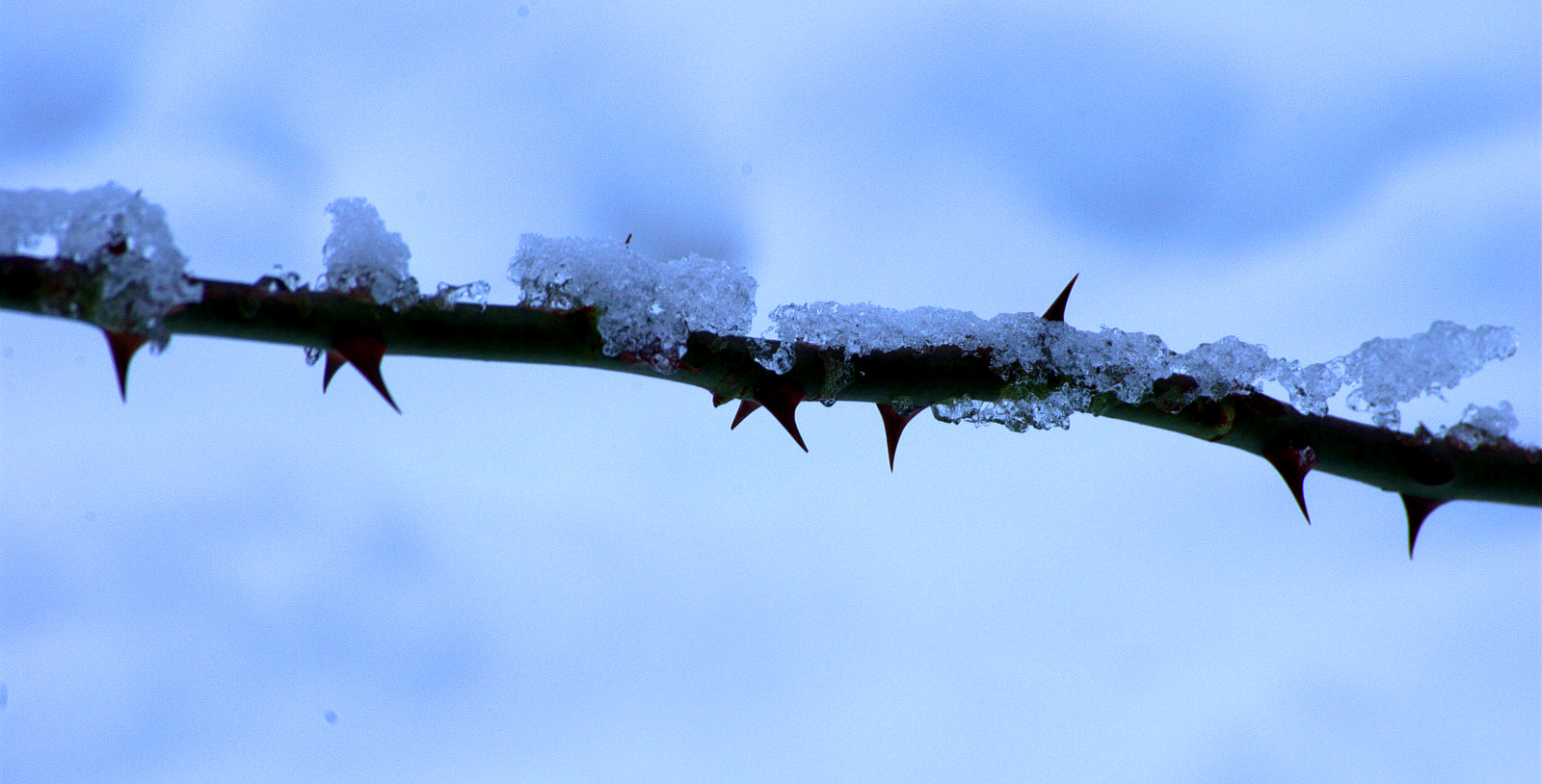 Dornen im Schnee