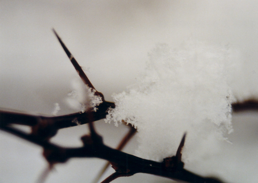 Dornen mit Schnee