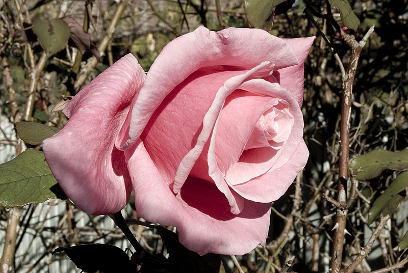 Dornen und Rosen gehoeren zusammen