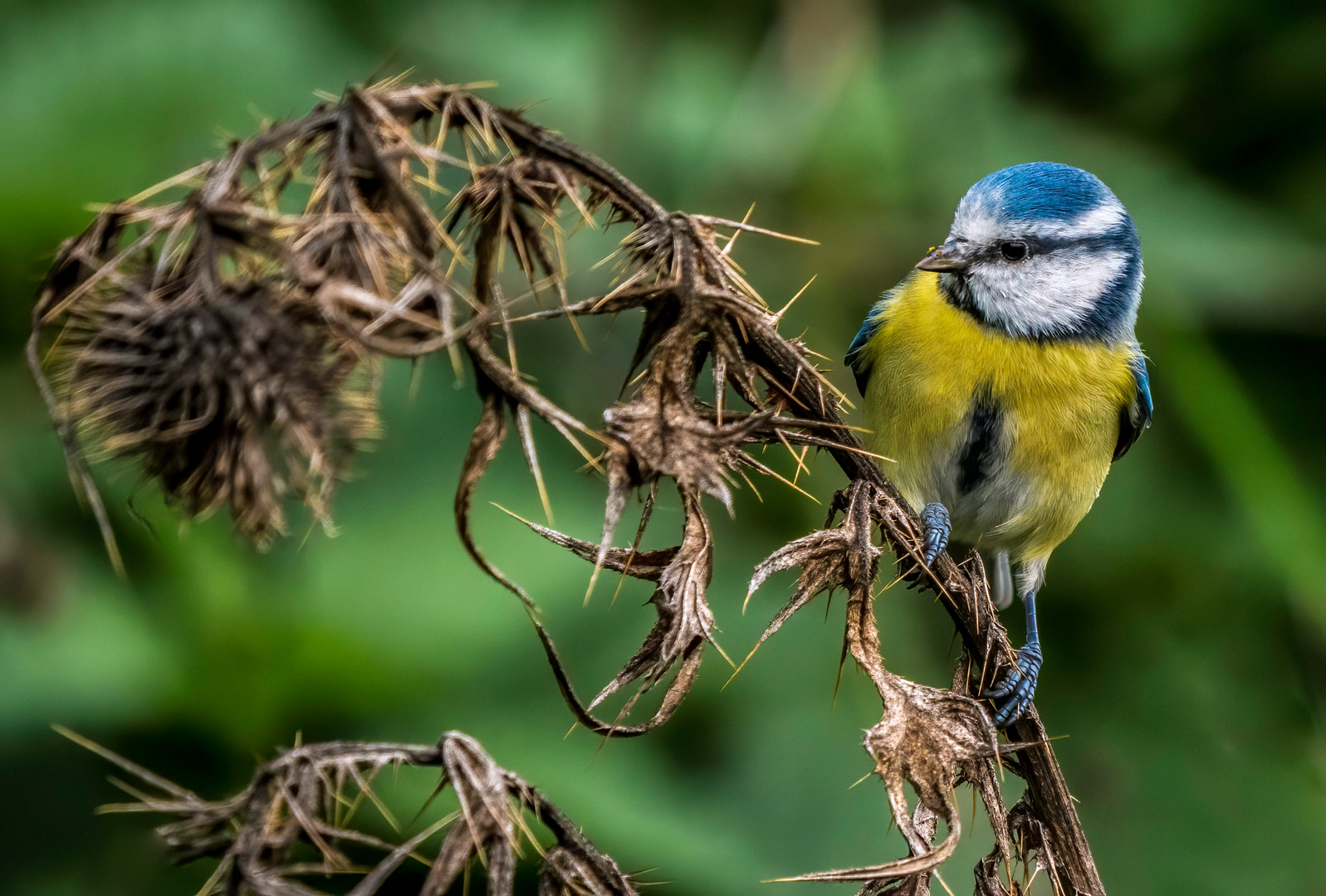 "DORNEN .... VOGEL" oder schlicht die NUMMER 200