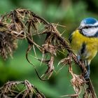 "DORNEN .... VOGEL" oder schlicht die NUMMER 200