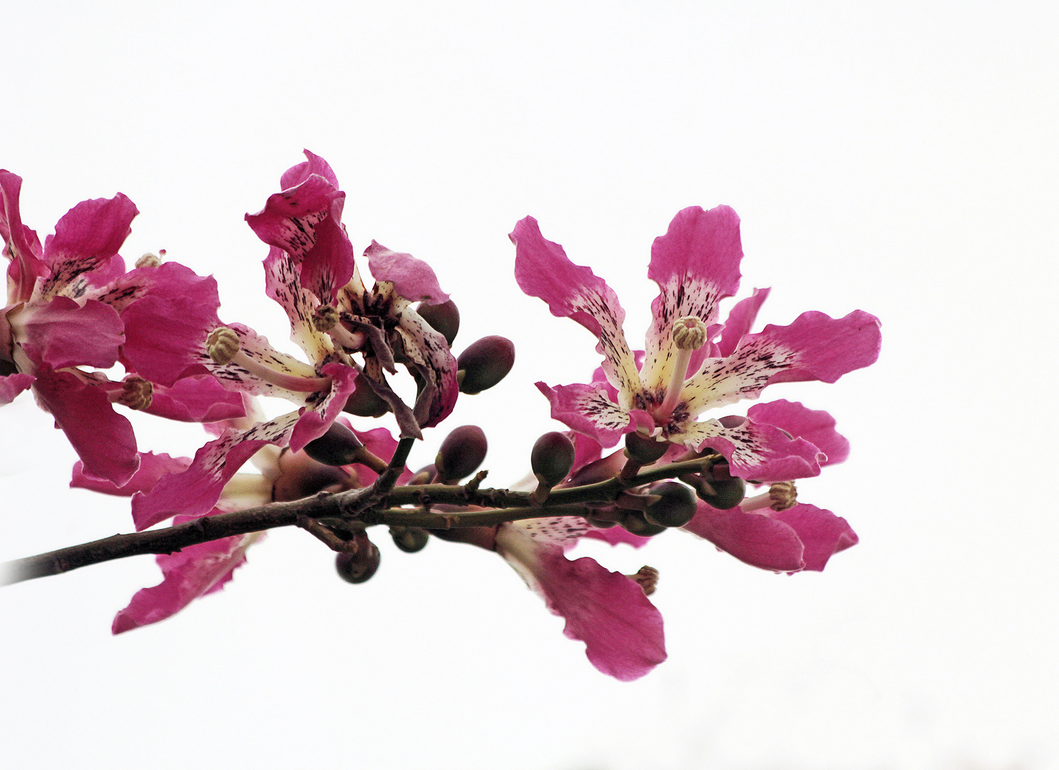 Dornenbaum-Blüten