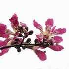 Dornenbaum-Blüten