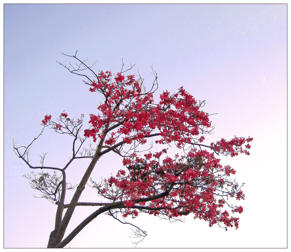 Dornenbaum in Blüte