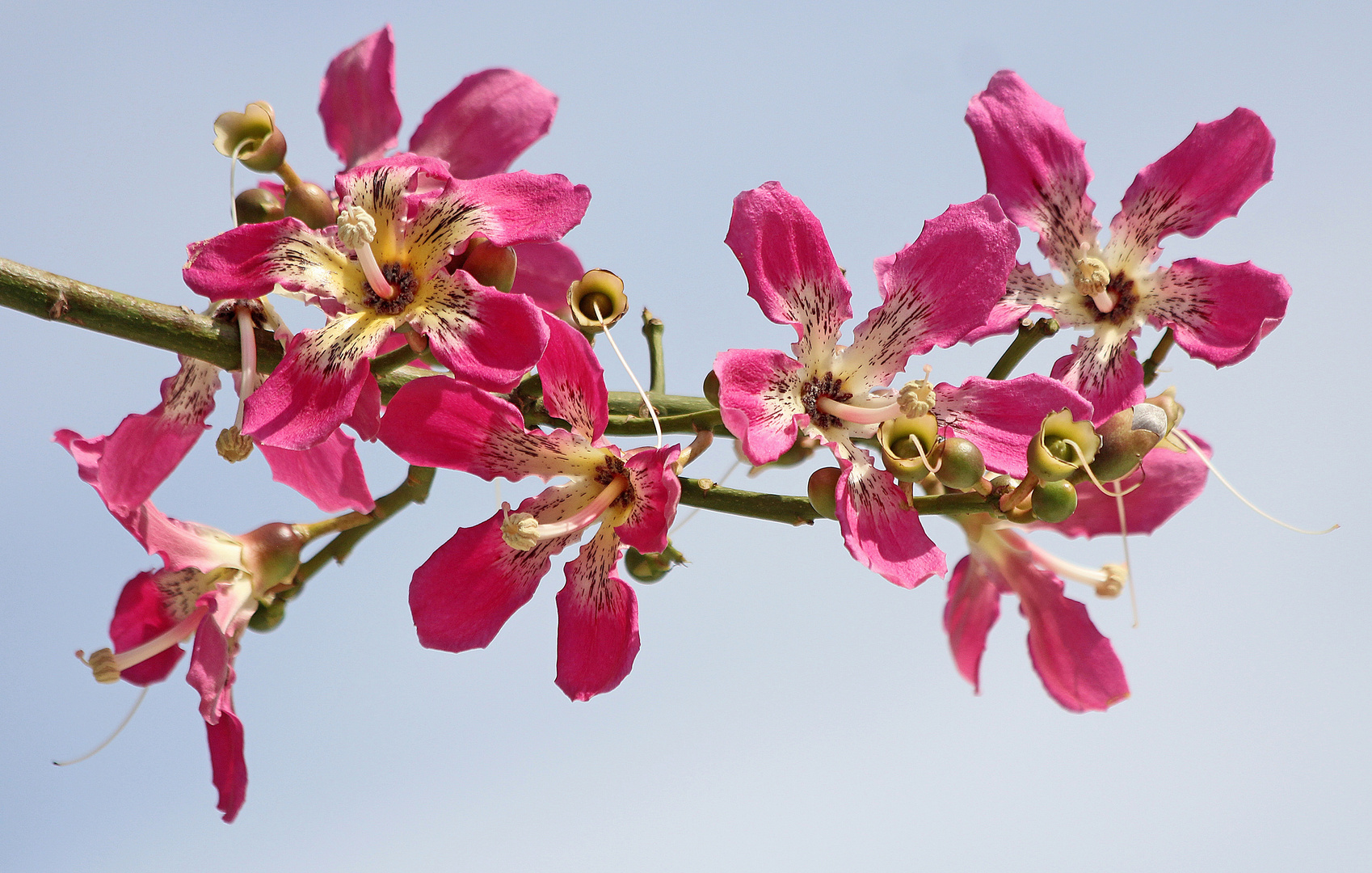 Dornenbaumblüten