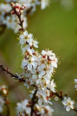 Dornenblüten