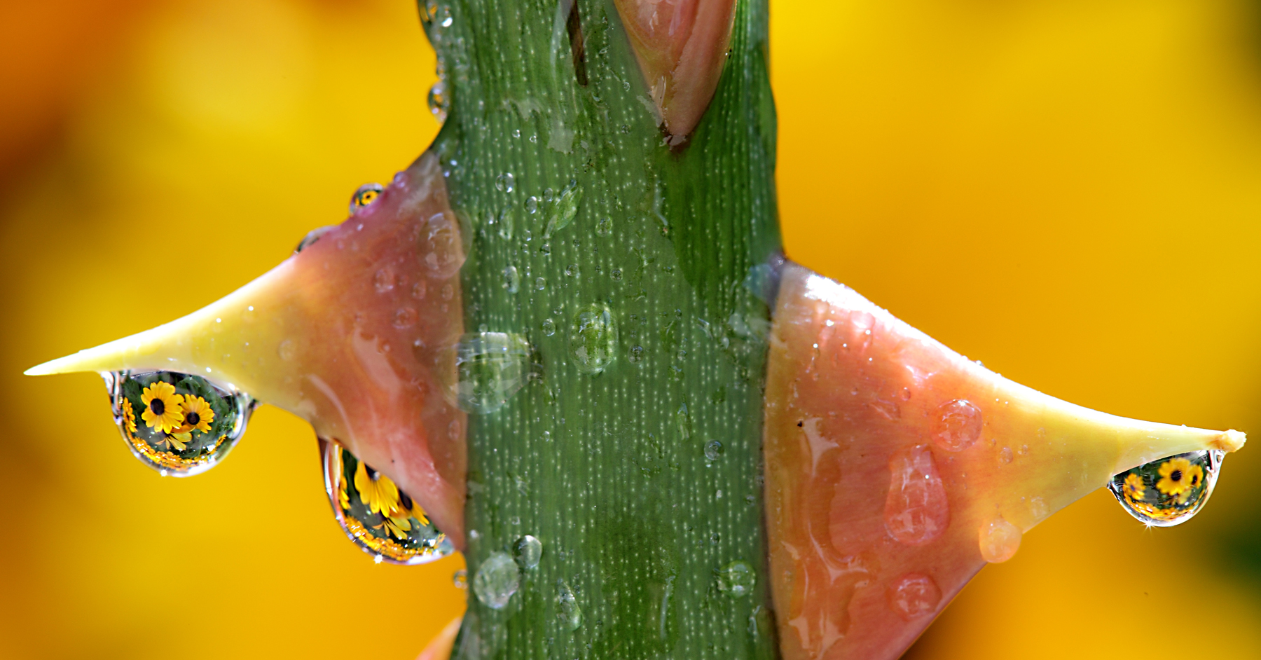 Dornenblüten