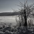 dornenbusch am wegesrand