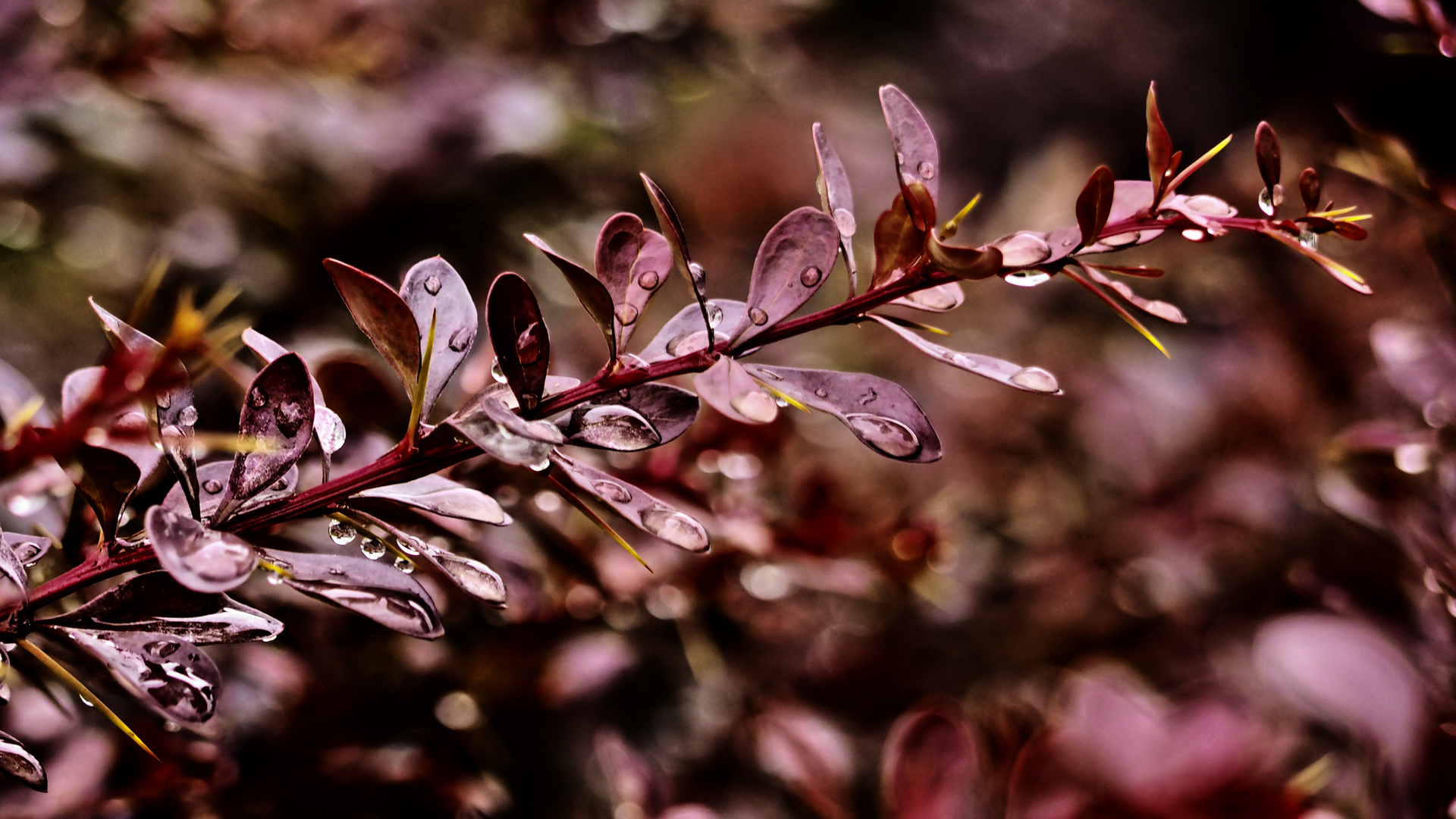 Dornenhecke