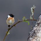 Dornenkönig? Schwarzkehlchen - Saxicola rubicola