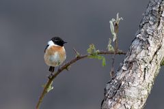 Dornenkönig? Schwarzkehlchen - Saxicola rubicola