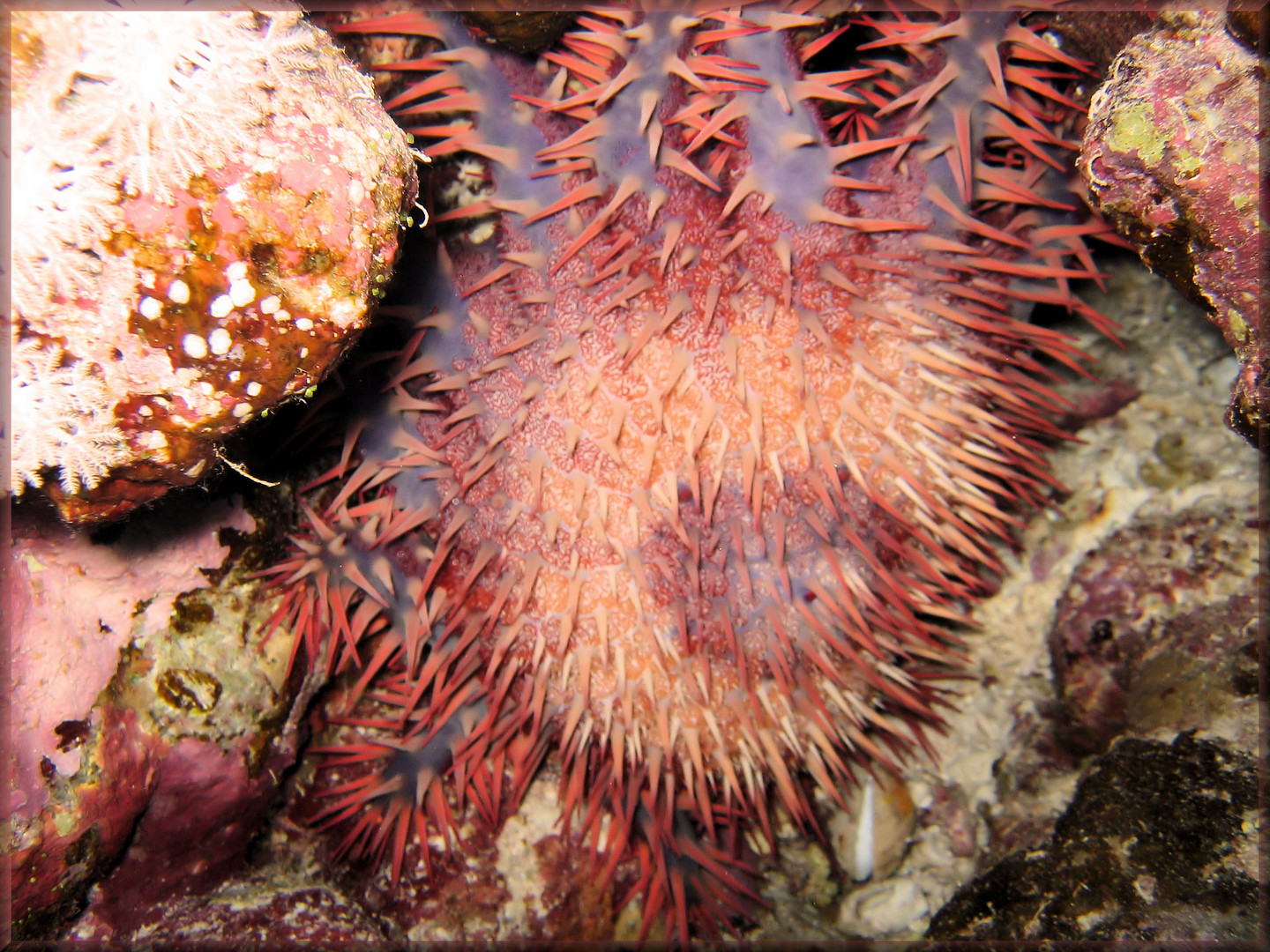 Dornenkronenseestern (Acanthaster planci)