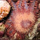 Dornenkronenseestern (Acanthaster planci)