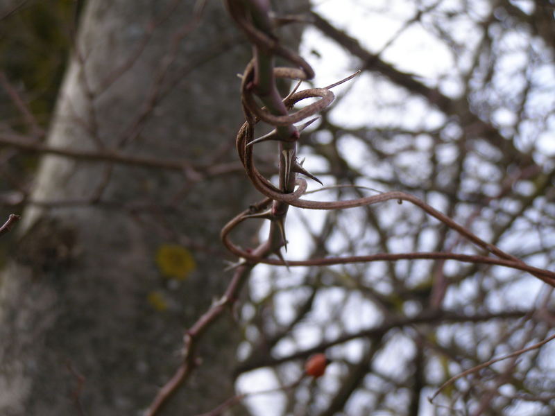 Dornenranken Dornenranken