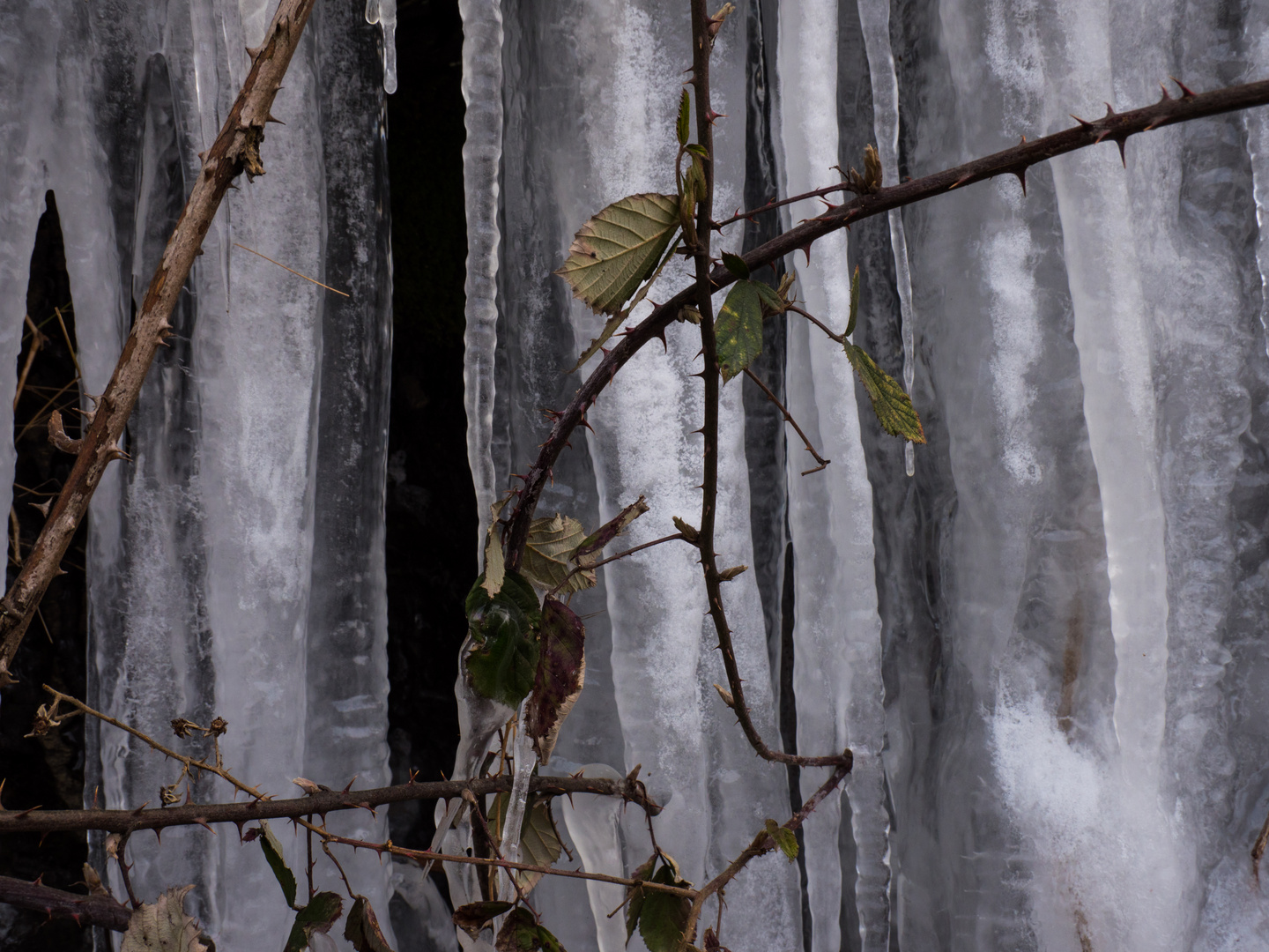 Dornenranken vor Eiswand