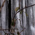 Dornenranken vor Eiswand