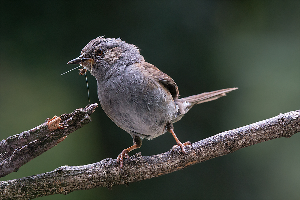 Dornenreicher Weg zum Nest