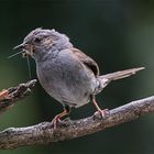 Dornenreicher Weg zum Nest