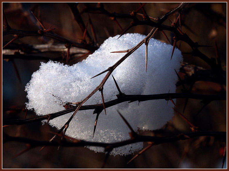 Dornenschnee