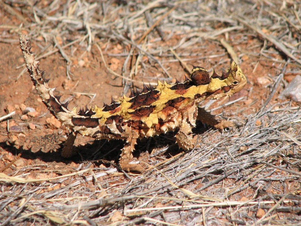 Dornenteufel am Uluru