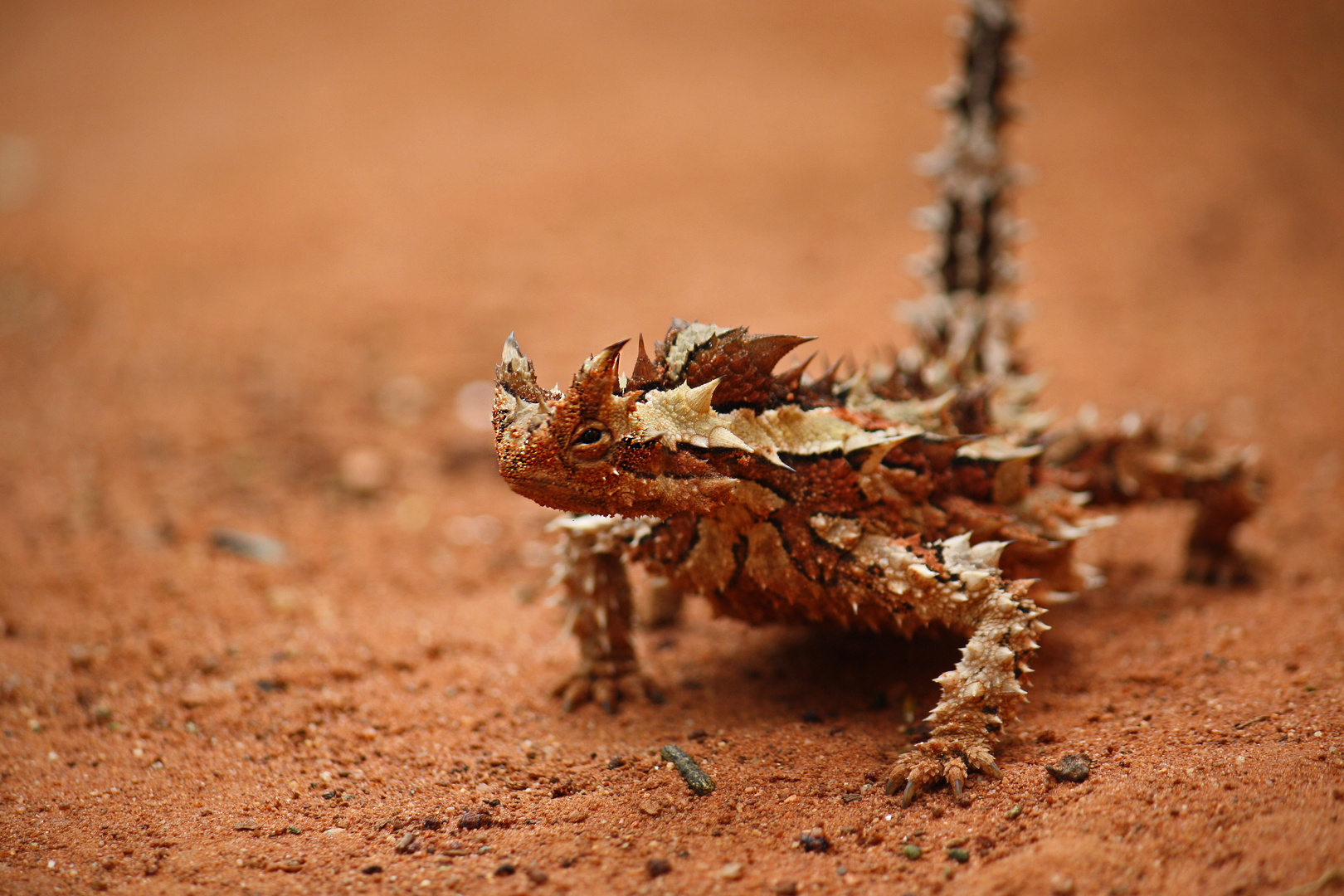 Dornenteufel - Thorny Devil