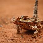 Dornenteufel - Thorny Devil