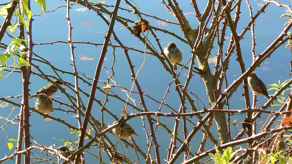 Dornenvogel Dornenvogel