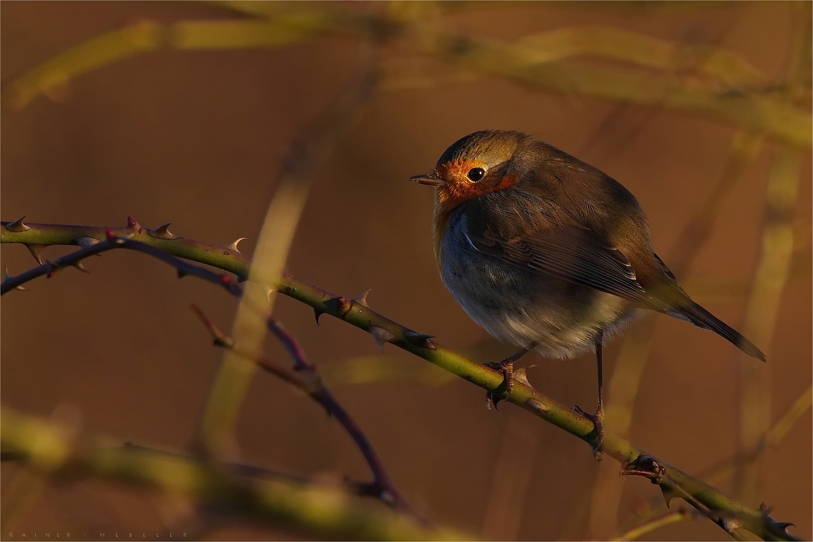 "Dornenvogel"