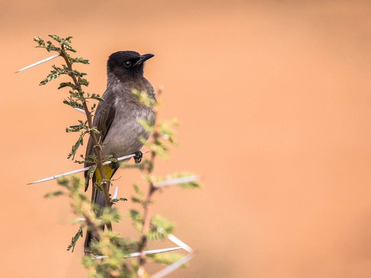 Dornenvogel