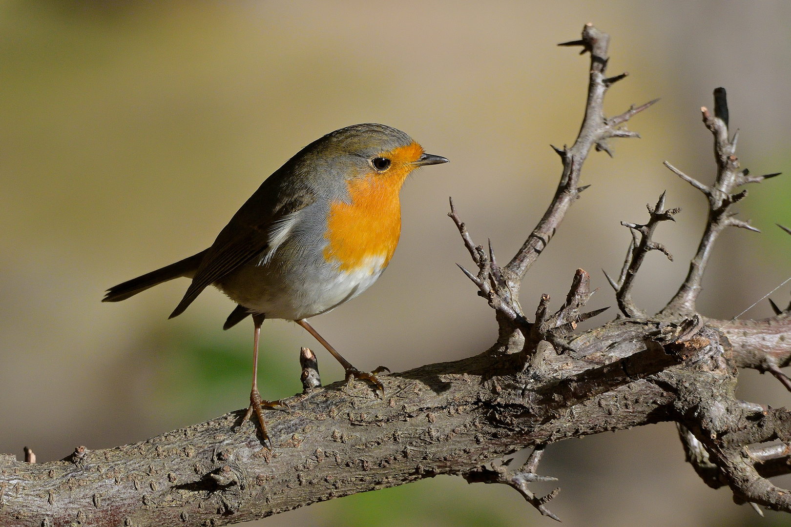 Dornenvogel