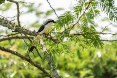 Dornenvogel???