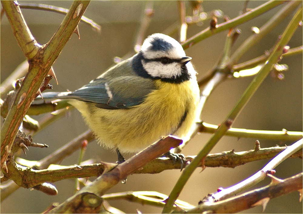 Dornenvogel