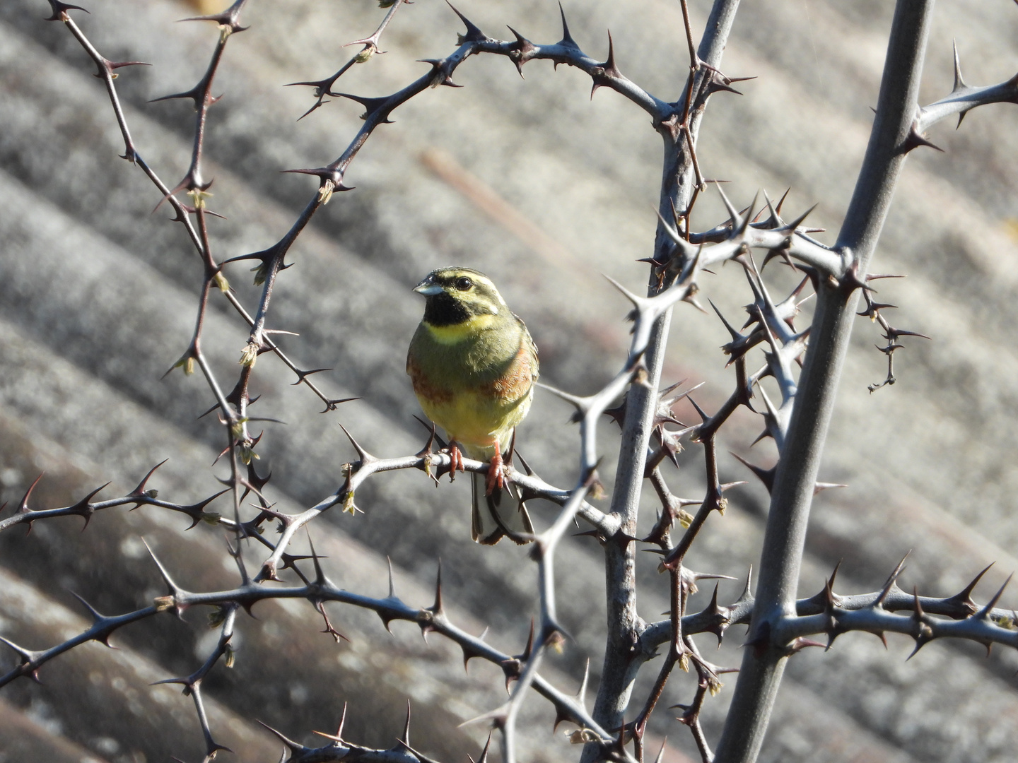 Dornenvogel