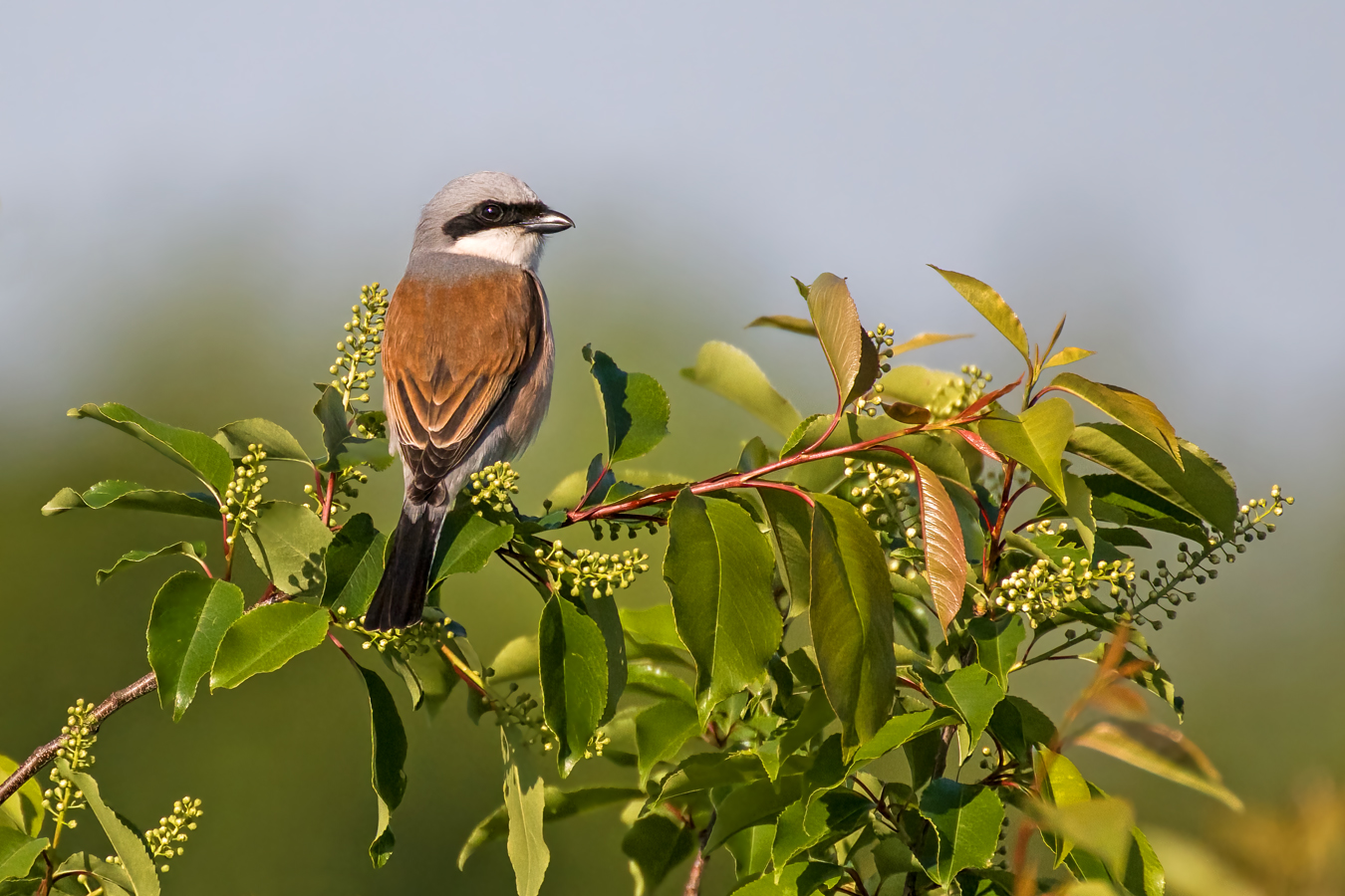 Dornenvogel