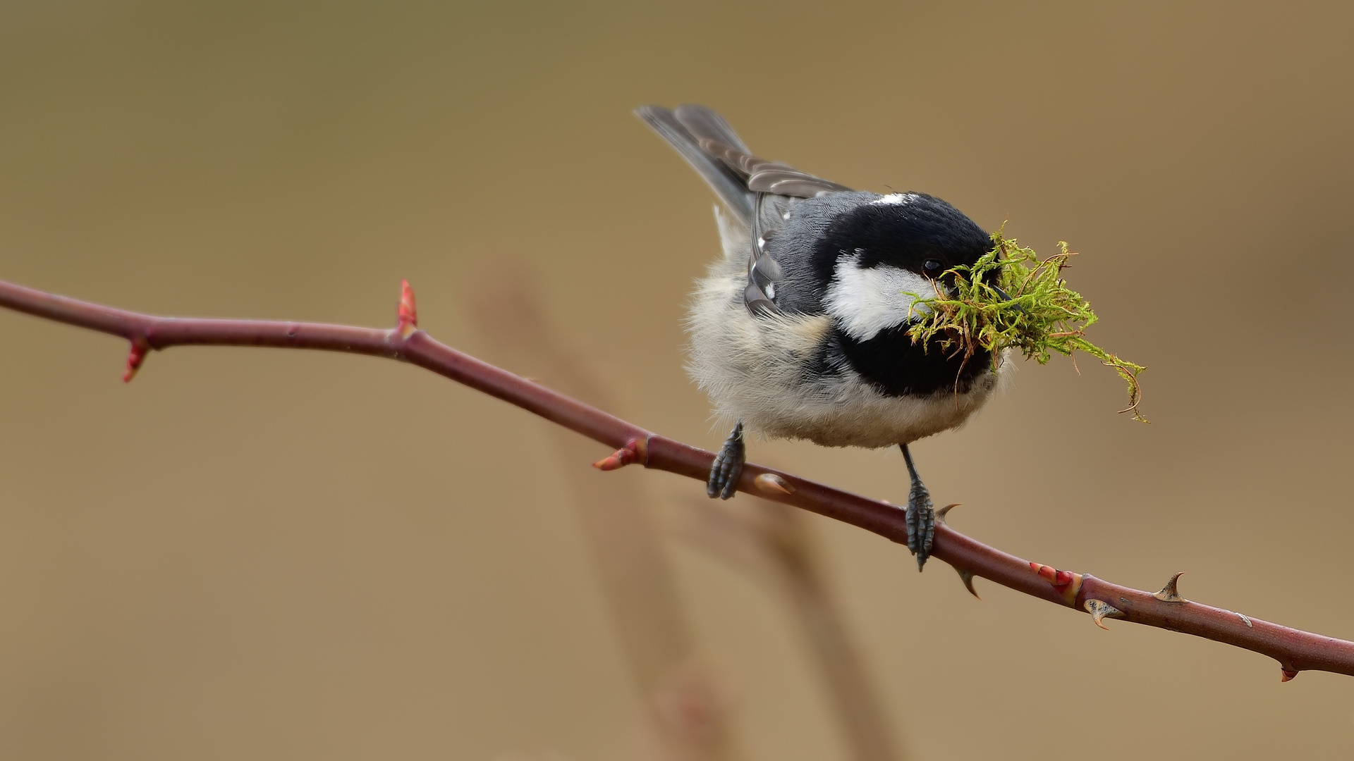 Dornenvogel