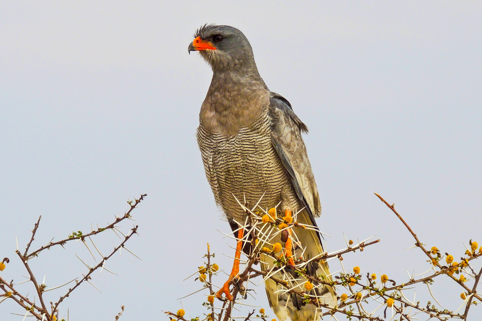 Dornenvogel