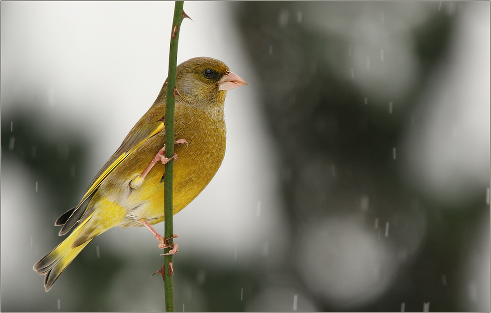 Dornenvogel